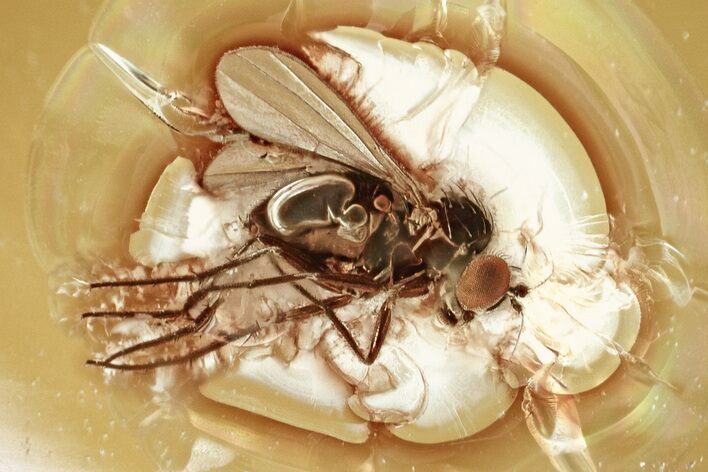 Detailed Fossil Long-Legged Fly (Dolichopodidae) in Baltic Amber #346650